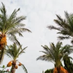 Smart Transport and Date Palms: How Abu Dhabi’s Mobility Plans Took Center Stage at Liwa Festival