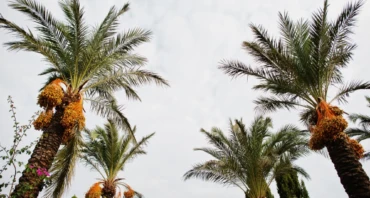 smart transport and date palms how abu dhabi mobility plans took center stage at liwa festival